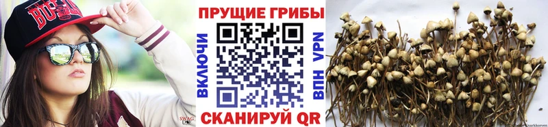shop наркотические препараты  где можно купить наркотик  Нытва  Галлюциногенные грибы мухоморы 